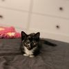 lauren_poirier
