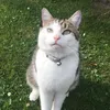 .thatcatbuddy