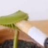 stink_egg