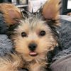 velvet_the_yorkie