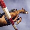 major.equine