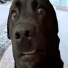 pinuccioastuccio