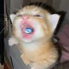 _thiedwngg13_