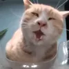 sugondesenutzzz