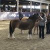 barrelracer246224