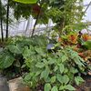 that_succulent_chic