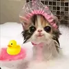 whythiscatissocute