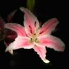 lily_among_thorns