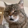purrlune