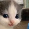 tiedatbui