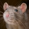rat_in_yourwall