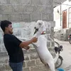 hammadansari0000