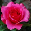 aqeel.8888