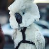 crazybirbhouse