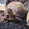 bernieandtularescueturts