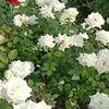user98655noor