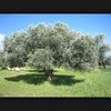 afiefamarni