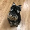 toto_ismyname