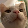 _feline_44
