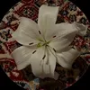 raha_f311