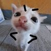 kittyin_abox
