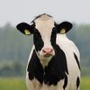 milkievibez