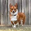 sydney3rin