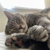 acatnamedsophie