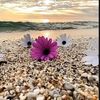 r_sandhu67