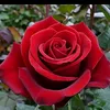 rahem33