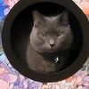 catterin2
