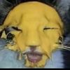 dead._.lilbeastkitten
