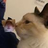 mstretchy