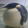 applecidrri