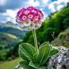 shashaa_15_