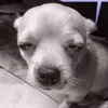 2112000dgdg