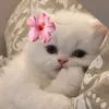nonuii22