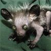 ratchelraee