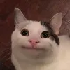belugacat75