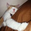 chibravpunchx