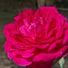 tohir.irawan8