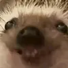 xbloodis