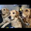 goldenretrieverlifex3