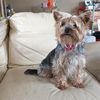 yorkie.angel.ireland