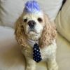 kevinthedog34