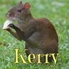 kerry4d