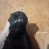 videos no mios