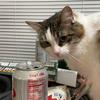 dietcokecat