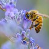 nicobicobee