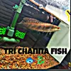 trantrongtri31